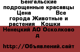 Бенгальские подрощенные красавцы. › Цена ­ 20 000 - Все города Животные и растения » Кошки   . Ненецкий АО,Осколково д.